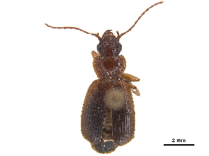  (Cymindis evanescens - CCDB-30443-D08)  @11 [ ] CreativeCommons - Attribution (2018) Smithsonian Institution Smithsonian Institution