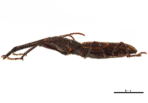  (Nemorhinus myrmecophagus - CCDB-30444-A05)  @11 [ ] CreativeCommons - Attribution (2018) Smithsonian Institution Smithsonian Institution