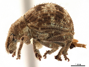  (Pseudocneorhinus - CCDB-30444-E06)  @11 [ ] CreativeCommons - Attribution (2018) Smithsonian Institution Smithsonian Institution