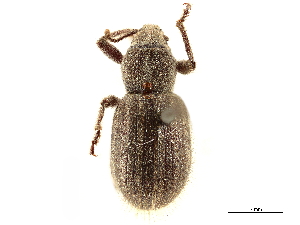  (Paracimbocera - CCDB-30444-G02)  @11 [ ] CreativeCommons - Attribution (2018) Smithsonian Institution Smithsonian Institution