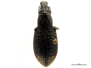  ( - CCDB-30444-H04)  @11 [ ] CreativeCommons - Attribution (2018) Smithsonian Institution Smithsonian Institution