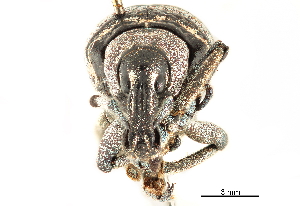  (Eupholus nickerli - CCDB-30444-H07)  @11 [ ] CreativeCommons - Attribution (2018) Smithsonian Institution Smithsonian Institution
