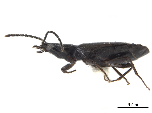  (Microlestes nigrinus - CCDB-30445-A10)  @11 [ ] CreativeCommons - Attribution (2018) Smithsonian Institution Smithsonian Institution