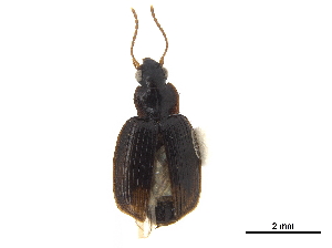  (Phloeoxena caudalis - CCDB-30445-C04)  @11 [ ] CreativeCommons - Attribution (2018) Smithsonian Institution Smithsonian Institution