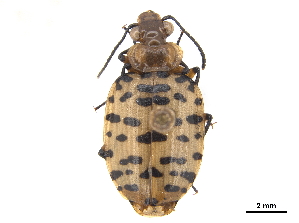  (Eurycoleus macularius - CCDB-30445-C08)  @11 [ ] CreativeCommons - Attribution (2018) Smithsonian Institution Smithsonian Institution
