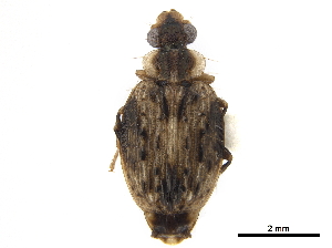  (Hyboptera - CCDB-30445-D04)  @11 [ ] CreativeCommons - Attribution (2018) Smithsonian Institution Smithsonian Institution