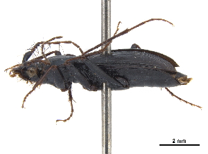  (Loricera rotundicollis - CCDB-30445-E04)  @11 [ ] CreativeCommons - Attribution (2018) Smithsonian Institution Smithsonian Institution