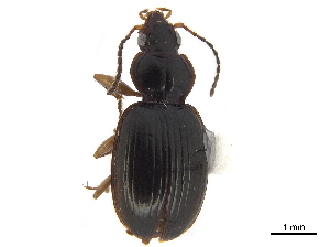  (Mecyclothorax chalcosus - CCDB-30445-F11)  @11 [ ] CreativeCommons - Attribution (2018) Smithsonian Institution Smithsonian Institution