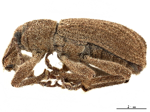  (Adaleres ovipennis - CCDB-30446-A02)  @11 [ ] CreativeCommons - Attribution (2018) Smithsonian Institution Smithsonian Institution