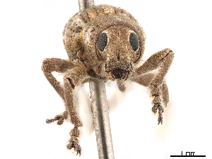  (Cyphometopus - CCDB-30446-A11)  @11 [ ] CreativeCommons - Attribution (2018) Smithsonian Institution Smithsonian Institution