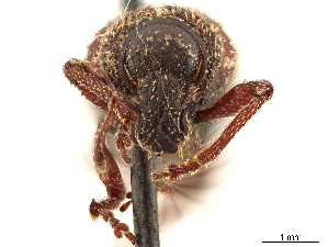  (Dichoxenus - CCDB-30446-B05)  @11 [ ] CreativeCommons - Attribution (2018) Smithsonian Institution Smithsonian Institution