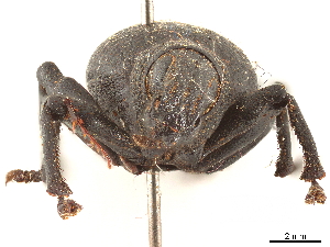  (Triglyphulus - CCDB-30446-C09)  @11 [ ] CreativeCommons - Attribution (2018) Smithsonian Institution Smithsonian Institution