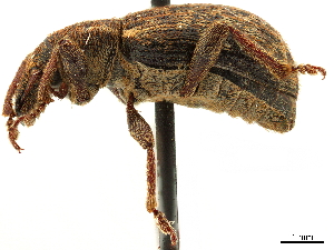  (Lepidophorus inquinatus - CCDB-30446-C10)  @11 [ ] CreativeCommons - Attribution (2018) Smithsonian Institution Smithsonian Institution