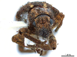  (Blosyrus asellus - CCDB-30446-E10)  @11 [ ] CreativeCommons - Attribution (2018) Smithsonian Institution Smithsonian Institution