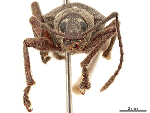  (Rhyncogonus mimus - CCDB-30446-G04)  @11 [ ] CreativeCommons - Attribution (2018) Smithsonian Institution Smithsonian Institution