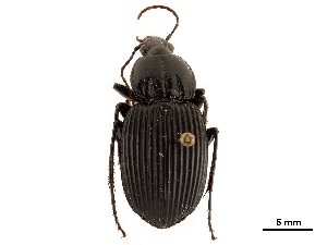  (Pterostichus liciniformis - CCDB-30447-B04)  @11 [ ] CreativeCommons - Attribution (2018) Smithsonian Institution Smithsonian Institution