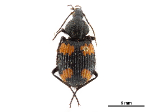  (Craspedophorus angulatus - CCDB-30447-C06)  @11 [ ] CreativeCommons - Attribution (2018) Smithsonian Institution Smithsonian Institution