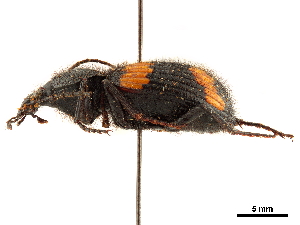  (Craspedophorus - CCDB-30447-C06)  @11 [ ] CreativeCommons - Attribution (2018) Smithsonian Institution Smithsonian Institution
