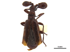 (Paussus cridae - CCDB-30447-E11)  @11 [ ] CreativeCommons - Attribution (2018) Smithsonian Institution Smithsonian Institution