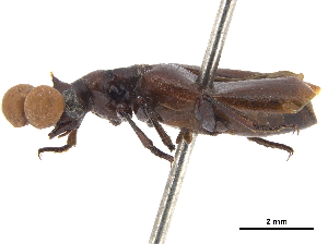  (Paussus sphaerocerus - CCDB-30447-F02)  @11 [ ] CreativeCommons - Attribution (2018) Smithsonian Institution Smithsonian Institution