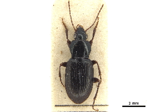  (Argutoridius chilensis - CCDB-30447-H08)  @11 [ ] CreativeCommons - Attribution (2018) Smithsonian Institution Smithsonian Institution