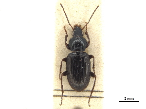  (Argutoridius chilensis - CCDB-30447-H09)  @11 [ ] CreativeCommons - Attribution (2018) Smithsonian Institution Smithsonian Institution