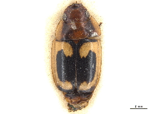  (Sphallomorpha nitiduloides - CCDB-30448-A03)  @11 [ ] CreativeCommons - Attribution (2018) Smithsonian Institution Smithsonian Institution