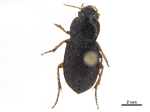  (Selenophorus dispar - CCDB-30448-A05)  @11 [ ] CreativeCommons - Attribution (2018) Smithsonian Institution Smithsonian Institution