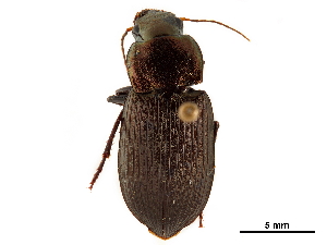  (Neoaulacoryssus speciosus - CCDB-30448-B12)  @11 [ ] CreativeCommons - Attribution (2018) Smithsonian Institution Smithsonian Institution