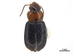  (Selenophorus ruficollis - CCDB-30448-D01)  @11 [ ] CreativeCommons - Attribution (2018) Smithsonian Institution Smithsonian Institution