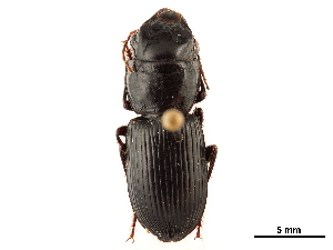  (Acinopus gutturosus - CCDB-30448-E04)  @11 [ ] CreativeCommons - Attribution (2018) Smithsonian Institution Smithsonian Institution