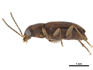  (Anthracus annamensis - CCDB-30448-F10)  @11 [ ] CreativeCommons - Attribution (2018) Smithsonian Institution Smithsonian Institution