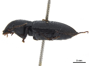  (Anisodactylus punctatipennis - CCDB-30448-G02)  @11 [ ] CreativeCommons - Attribution (2018) Smithsonian Institution Smithsonian Institution