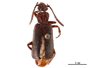  (Helluomorphoides praeustus - CCDB-30448-H07)  @11 [ ] CreativeCommons - Attribution (2018) Smithsonian Institution Smithsonian Institution