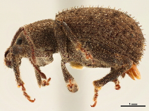  (Paraptochus setiferus - CCDB-30449-A03)  @11 [ ] CreativeCommons - Attribution (2018) Smithsonian Institution Smithsonian Institution