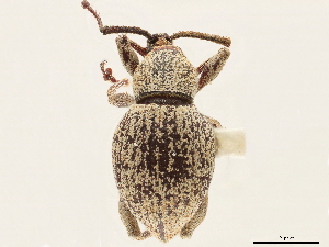  (Trigonops - CCDB-30449-B04)  @11 [ ] CreativeCommons - Attribution (2018) Smithsonian Institution Smithsonian Institution