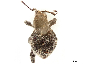  (Microthetes - CCDB-30449-B11)  @11 [ ] CreativeCommons - Attribution (2018) Smithsonian Institution Smithsonian Institution