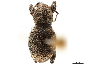  (Oribius - CCDB-30449-C07)  @11 [ ] CreativeCommons - Attribution (2018) Smithsonian Institution Smithsonian Institution