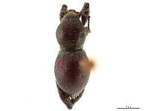  (Sphenogaster - CCDB-30449-C09)  @11 [ ] CreativeCommons - Attribution (2018) Smithsonian Institution Smithsonian Institution