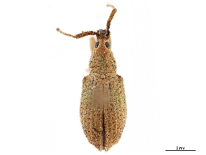  (Eustylus puber - CCDB-30449-D10)  @11 [ ] CreativeCommons - Attribution (2018) Smithsonian Institution Smithsonian Institution