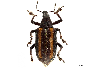  ( - CCDB-30449-D11)  @11 [ ] CreativeCommons - Attribution (2018) Smithsonian Institution Smithsonian Institution