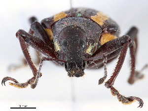  ( - CCDB-30449-D11)  @11 [ ] CreativeCommons - Attribution (2018) Smithsonian Institution Smithsonian Institution