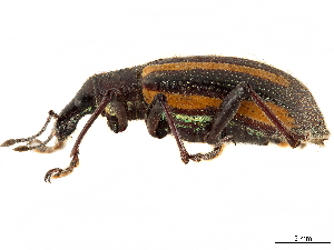  (Exophthalmus similis - CCDB-30449-D11)  @11 [ ] CreativeCommons - Attribution (2019) Smithsonian Institution Smithsonian Institution