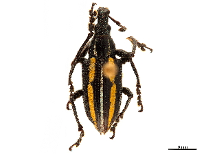  ( - CCDB-30449-D12)  @11 [ ] CreativeCommons - Attribution (2018) Smithsonian Institution Smithsonian Institution