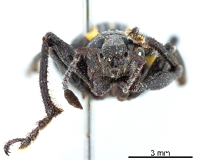  (Exophthalmus quadrivittatus - CCDB-30449-D12)  @11 [ ] CreativeCommons - Attribution (2018) Smithsonian Institution Smithsonian Institution