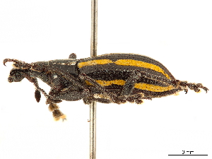  ( - CCDB-30449-D12)  @11 [ ] CreativeCommons - Attribution (2019) Smithsonian Institution Smithsonian Institution