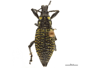  (Exorides corrugatus - CCDB-30449-E01)  @11 [ ] CreativeCommons - Attribution (2018) Smithsonian Institution Smithsonian Institution