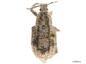  (Oxyderces argentinicus - CCDB-30449-E03)  @11 [ ] CreativeCommons - Attribution (2018) Smithsonian Institution Smithsonian Institution