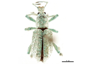  (Oxyderces tarapotae - CCDB-30449-E04)  @11 [ ] CreativeCommons - Attribution (2018) Smithsonian Institution Smithsonian Institution