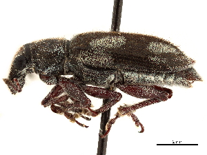  (Neocimbus plagiatus - CCDB-30449-G08)  @11 [ ] CreativeCommons - Attribution (2018) Smithsonian Institution Smithsonian Institution